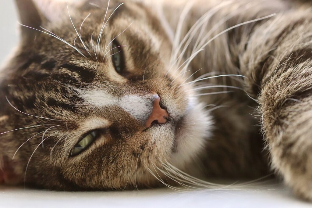 cat, cat eyes, whiskers-4864605.jpg